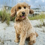 Entry image for Otis