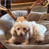 Entry image for Pazli-Ana