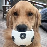 Entry image for Albie