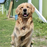 Entry image for Captain