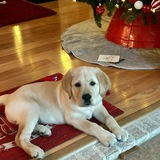 Entry image for Woodrow