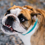 Entry image for Winston