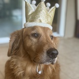 Entry image for BONDI