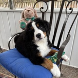 Entry image for Guinness 