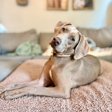 Entry image for Indie