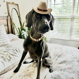 Entry image for Birdie