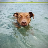 Entry image for Gator 🐊