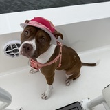 Entry image for Bird