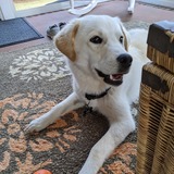 Entry image for Abel