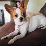 Entry image for Chewy 