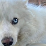 Entry image for Opie