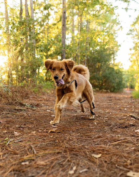 Entry image for JAMESON. Clicking this image will show a larger photo