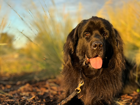 Entry image for Jemma. Clicking this image will show a larger photo