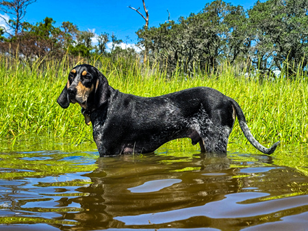 Entry image for Milo . Clicking this image will show a larger photo