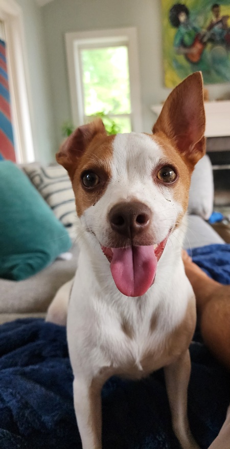 Entry image for Louie. Clicking this image will show a larger photo