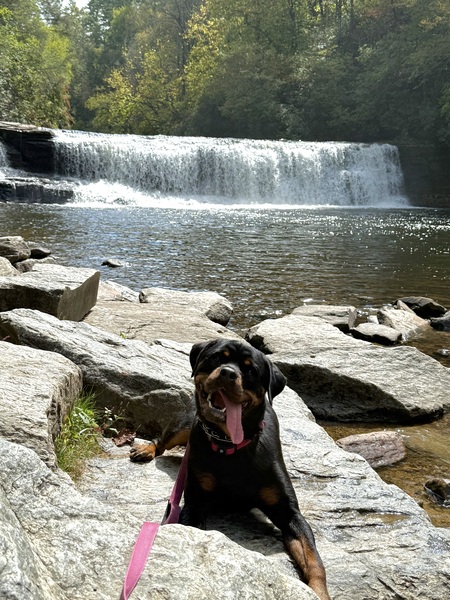 Entry image for Harley. Clicking this image will show a larger photo