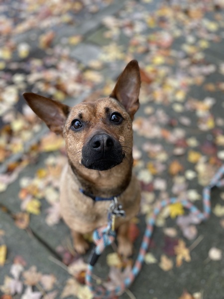 Entry image for Chance. Clicking this image will show a larger photo