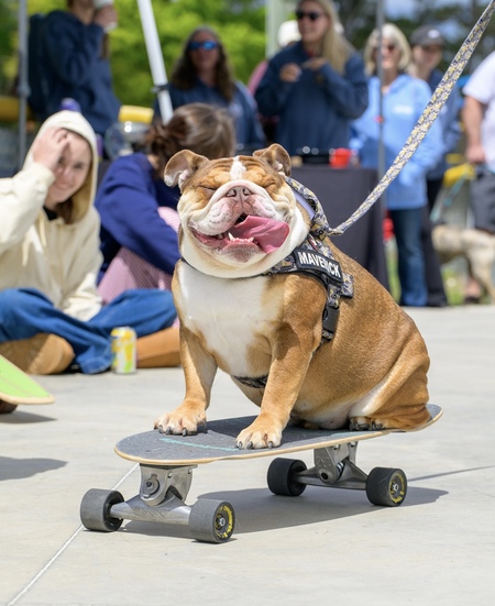 Entry image for Maverick. Clicking this image will show a larger photo