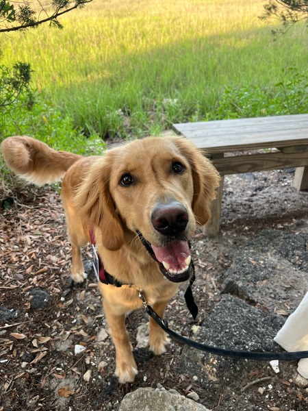 Entry image for OLIVER. Clicking this image will show a larger photo