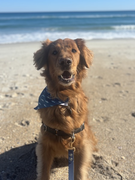 Entry image for Moose. Clicking this image will show a larger photo