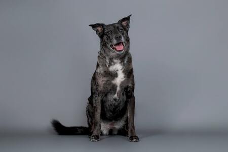 Entry image for Cali. Clicking this image will show a larger photo