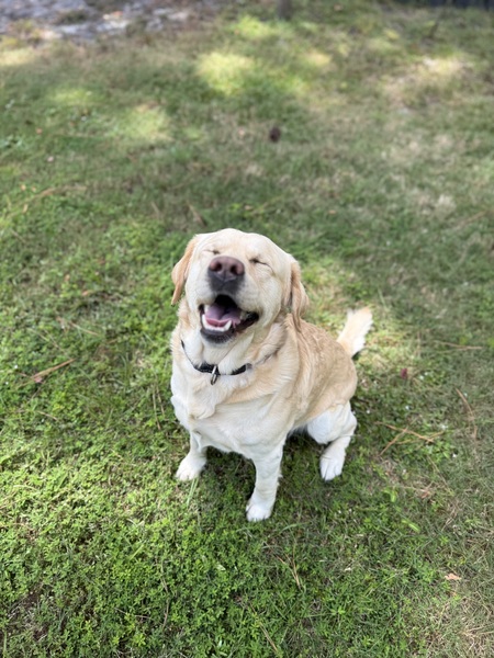 Entry image for RHETT. Clicking this image will show a larger photo