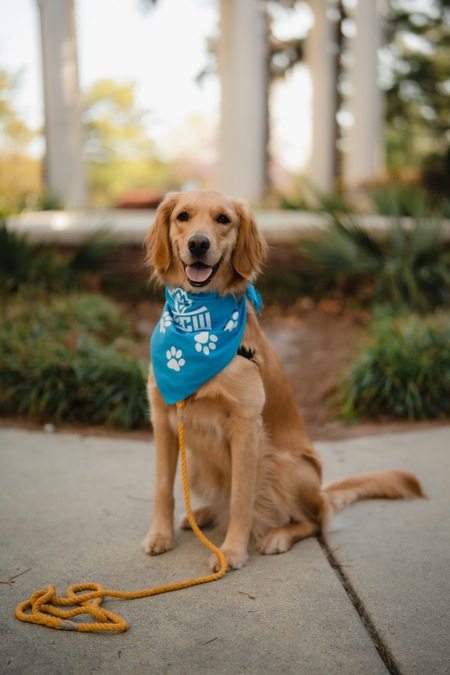 Entry image for HONEY. Clicking this image will show a larger photo