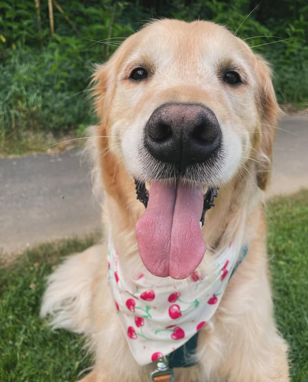 Entry image for Bosh. Clicking this image will show a larger photo