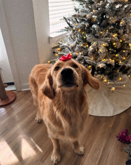 Entry image for Bubba. Clicking this image will show a larger photo