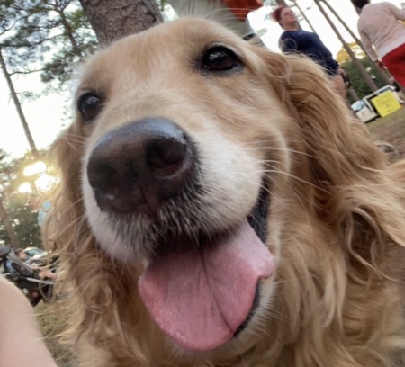 Entry image for BRIAR. Clicking this image will show a larger photo