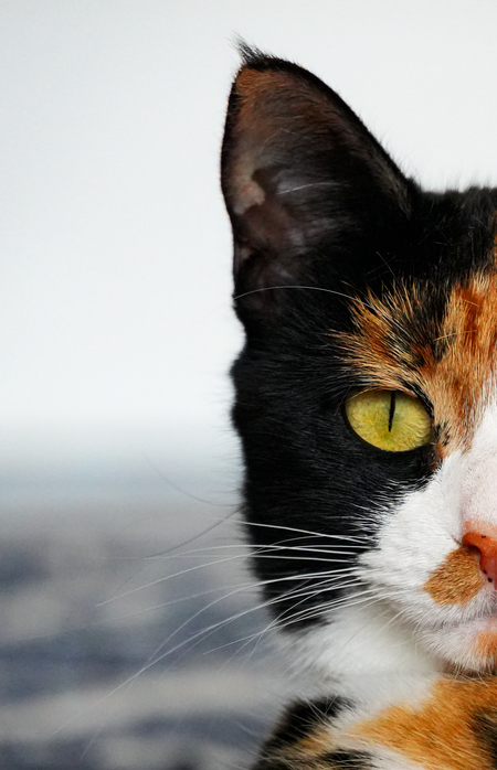 Entry image for Craigella. Clicking this image will show a larger photo