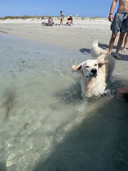 Entry image for Nilla. Clicking this image will show a larger photo