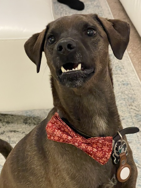 Entry image for Alfie. Clicking this image will show a larger photo