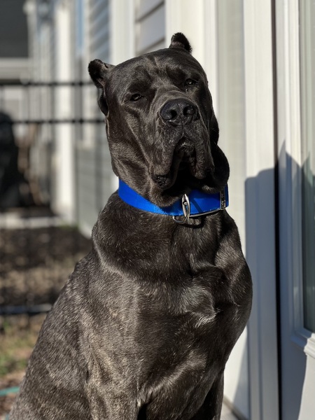 Entry image for Dallas. Clicking this image will show a larger photo