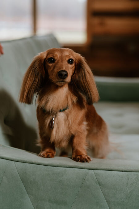 Entry image for Annie. Clicking this image will show a larger photo