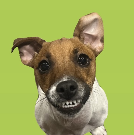 Entry image for CrackerJack. Clicking this image will show a larger photo