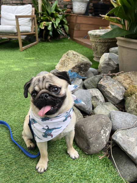 Entry image for Maverick. Clicking this image will show a larger photo