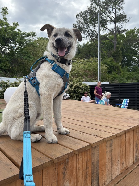 Entry image for Bo. Clicking this image will show a larger photo