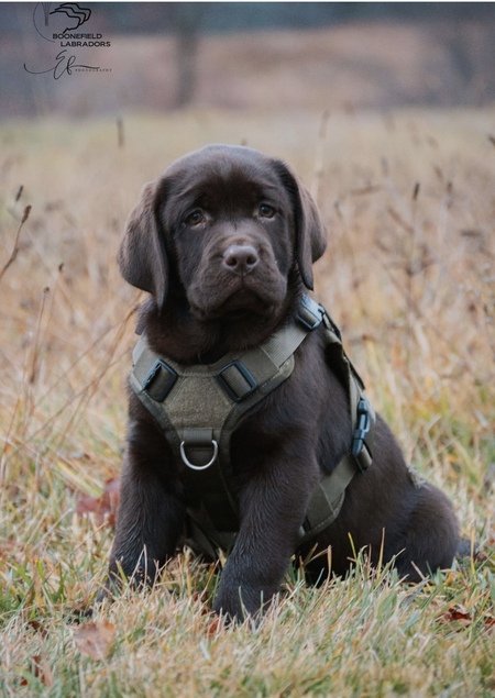 Entry image for Hollis. Clicking this image will show a larger photo