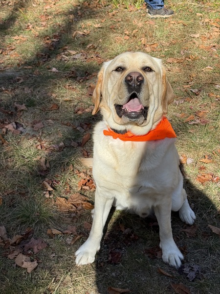 Entry image for Bogie . Clicking this image will show a larger photo