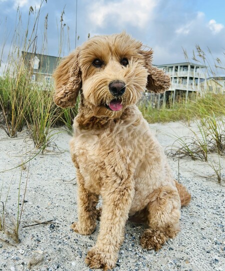 Entry image for Otis. Clicking this image will show a larger photo