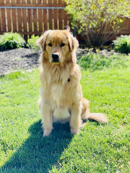 Entry image for Ruffles. Clicking this image will show a larger photo