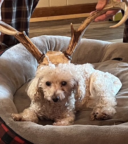 Entry image for Pazli-Ana. Clicking this image will show a larger photo