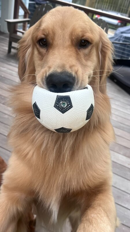 Entry image for Albie. Clicking this image will show a larger photo