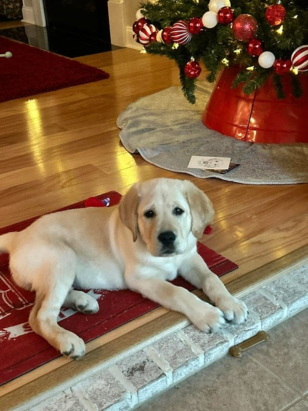 Entry image for Woodrow. Clicking this image will show a larger photo