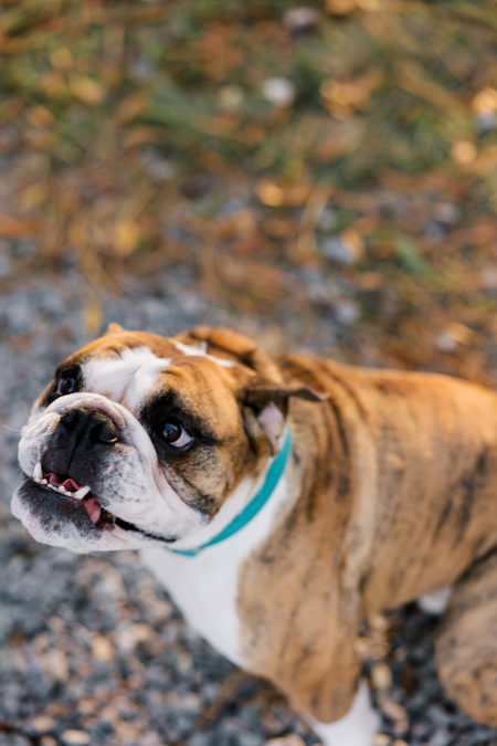 Entry image for Winston. Clicking this image will show a larger photo