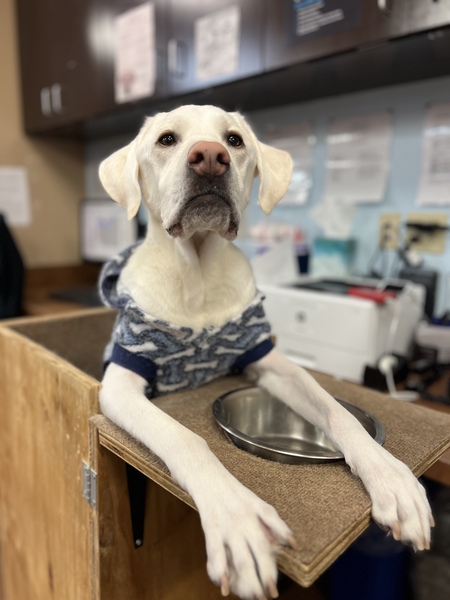 Entry image for Gus. Clicking this image will show a larger photo