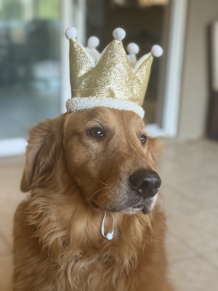 Entry image for BONDI. Clicking this image will show a larger photo