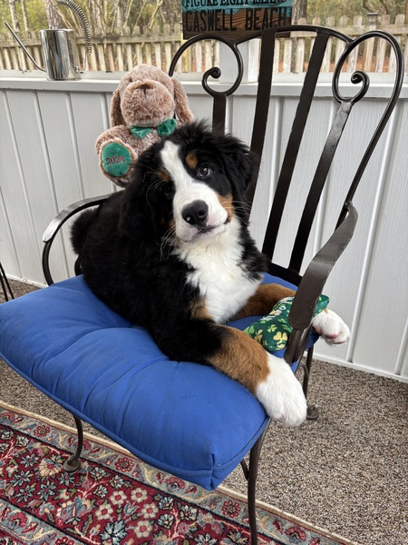 Entry image for Guinness . Clicking this image will show a larger photo