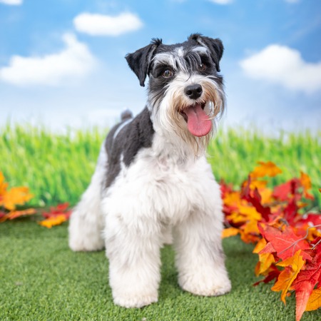 Entry image for SHELBY. Clicking this image will show a larger photo